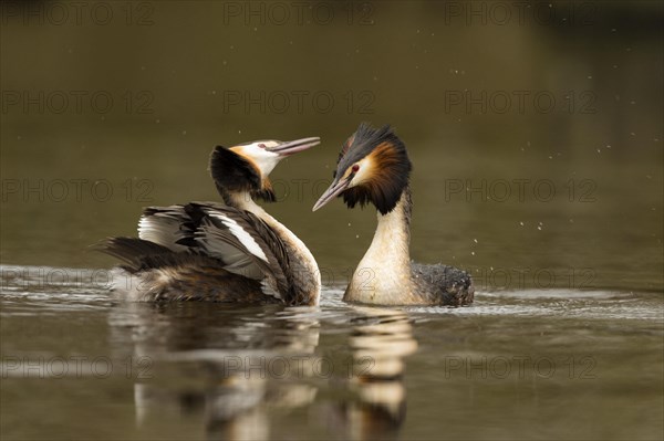 Great crested grebe