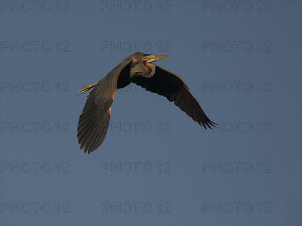 Purple heron