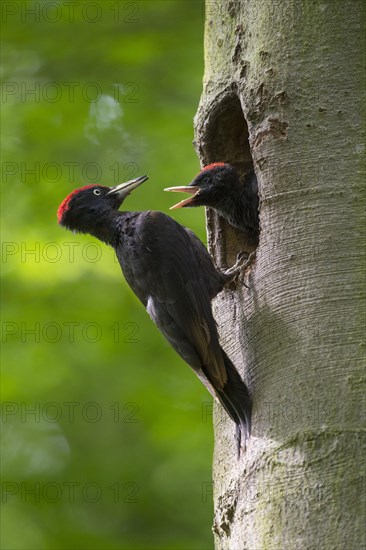 Black Woodpecker