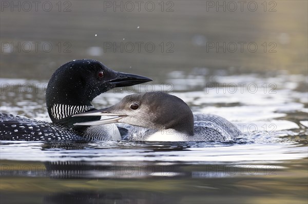 Great Northern Loon