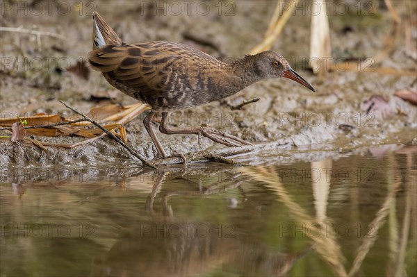 Water Rail