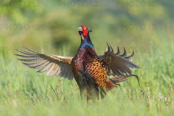 Common Pheasant