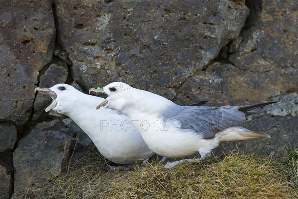 Northern fulmar