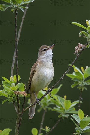 Great Reed Warbler