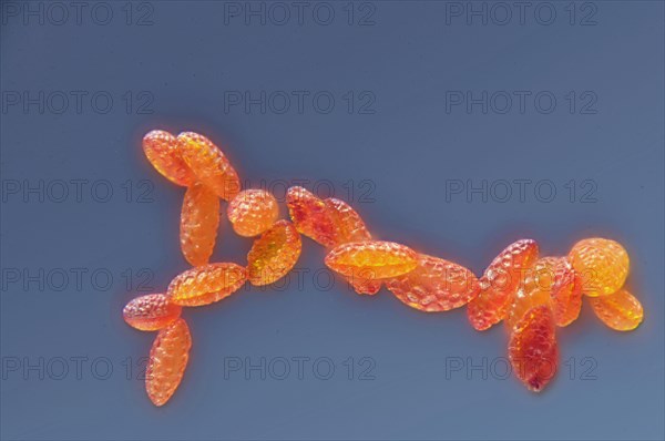 Pollen of a lily