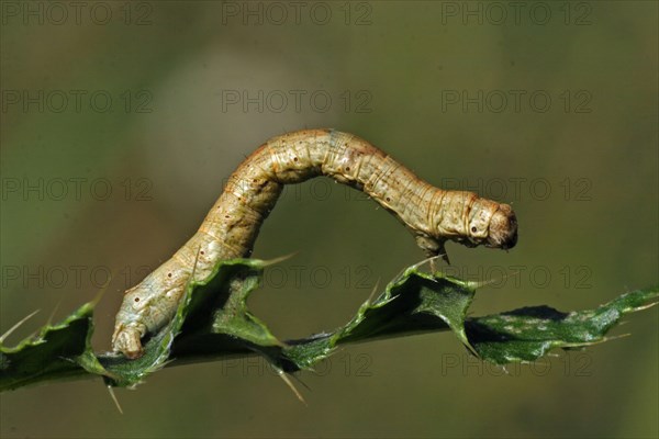 Heath moth
