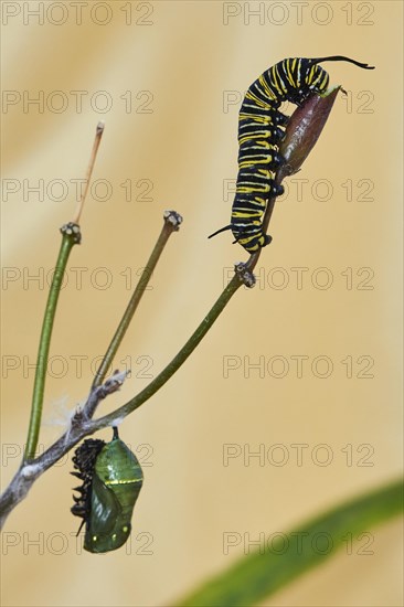 Caterpillar of the monarch butterfly