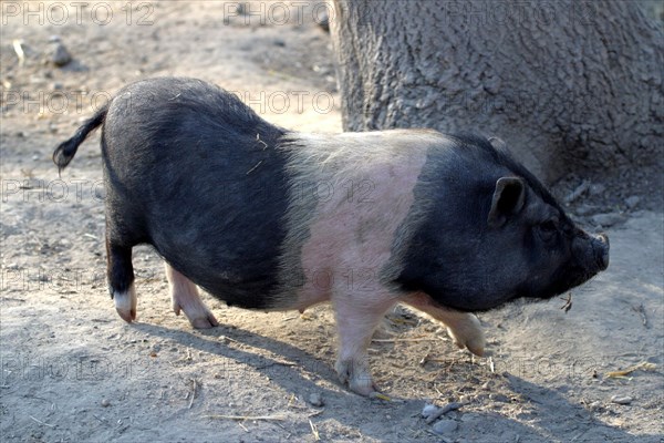 Pot-bellied Pig