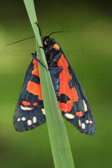 Scarlet Tiger Moth