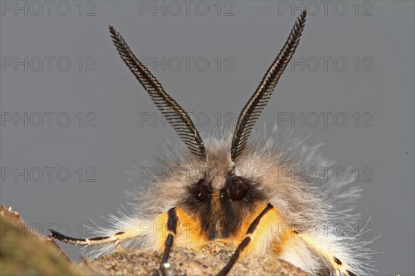 Moss rubber moth