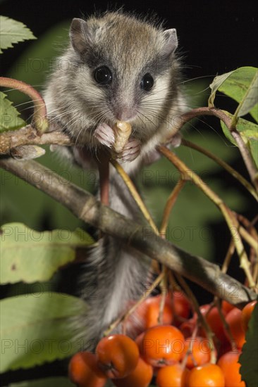 Forest dormouse