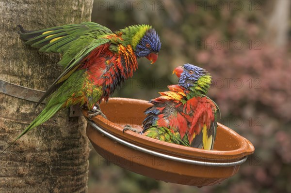 Rainbow Lorikeets