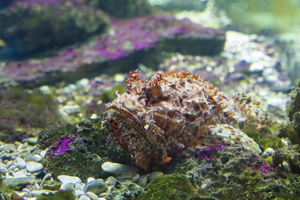 Scorpionfish