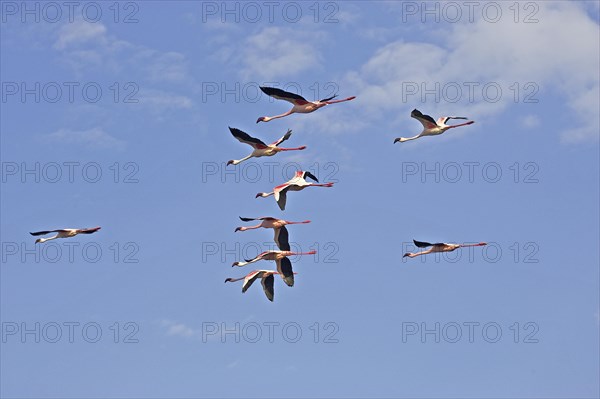 LESSER FLAMINGO