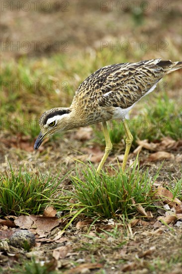 Double striped thick knee