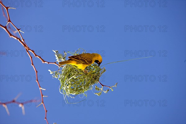 Southern Masked Weaver