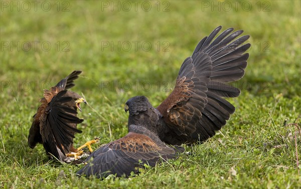 Harris's hawk