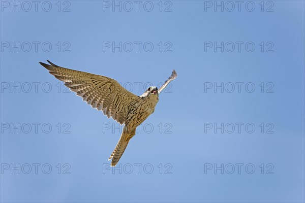 Saker falcon