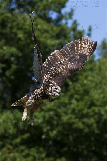 Cape Eagle Owl