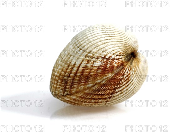 Common Cockle