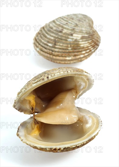 Shells