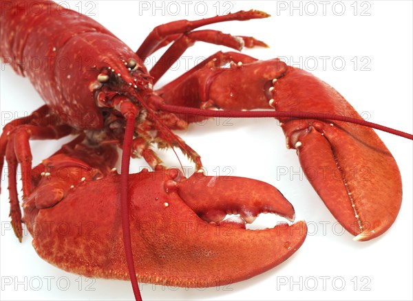 BOILED LOBSTER