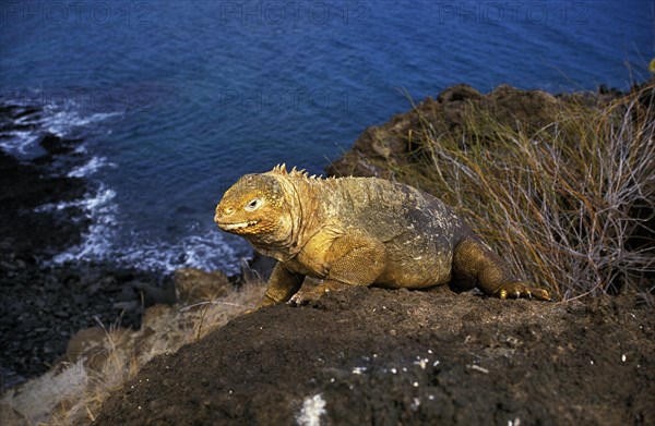 Galapagos Land Iguana