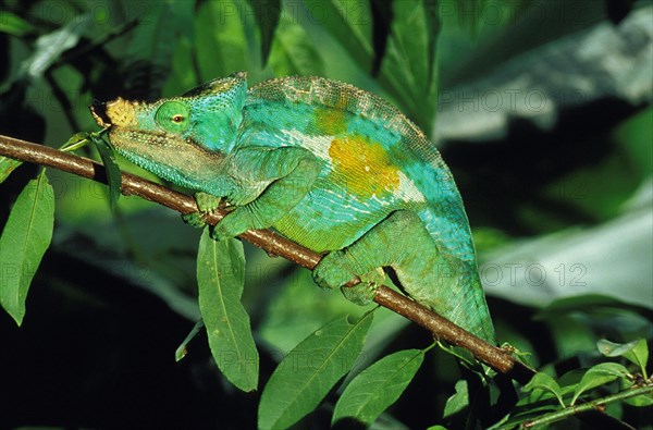 PARSON'S CHAMELEON chamaeleo parsonii