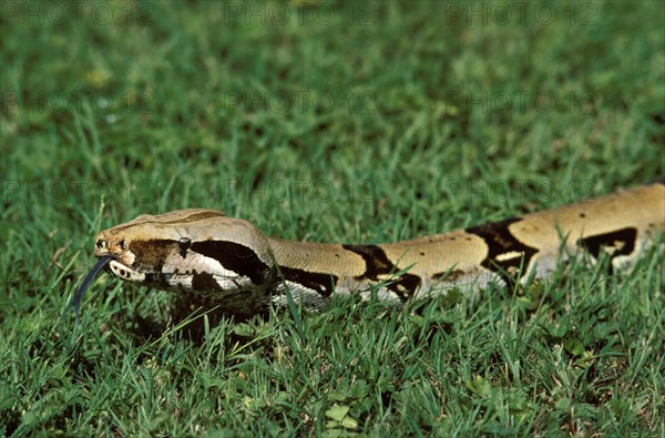 Boa constrictor