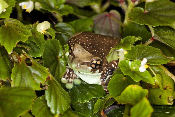 Amazon Milk Frog