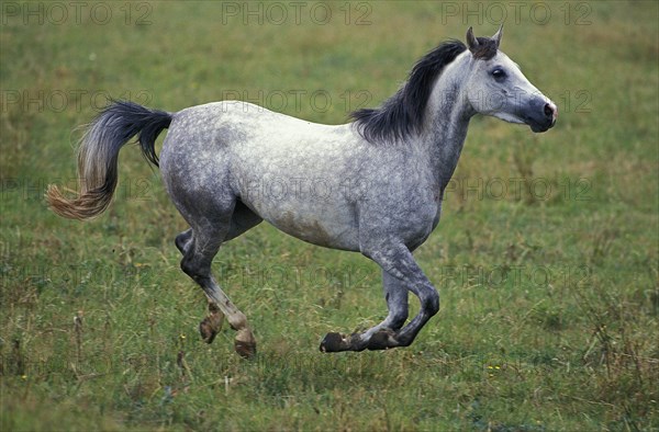 Shagya horse