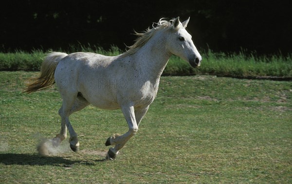 LIPIZZAN HORSE