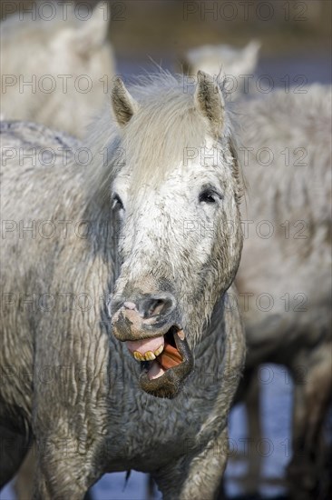 Camargue Horses