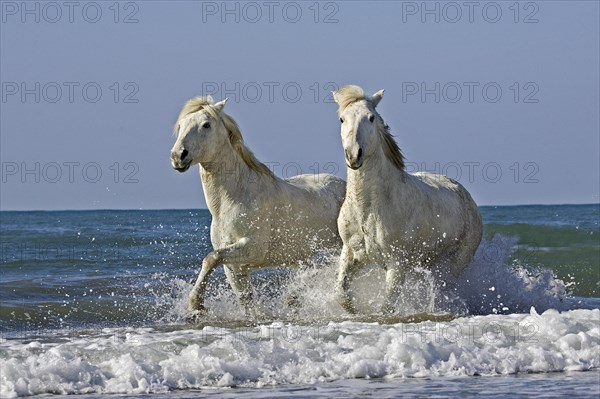 Camargue horses