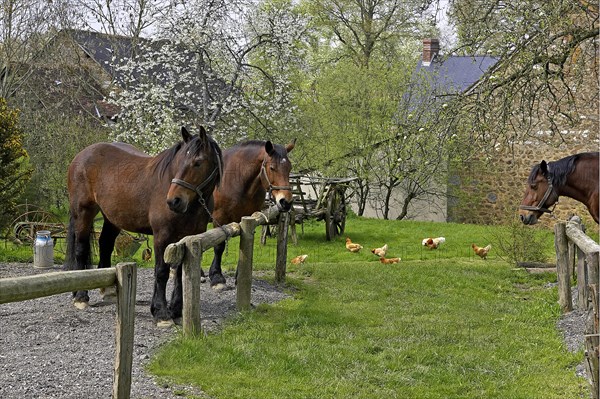 Cob Normand horse on the farm