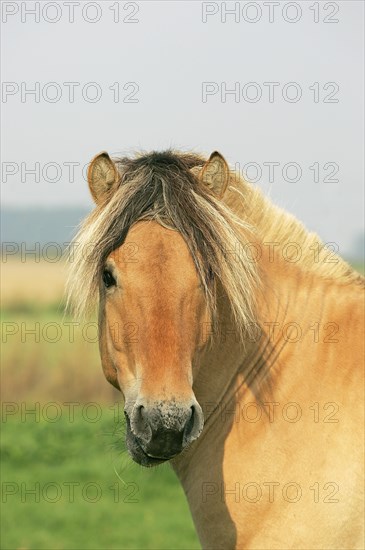 Norwegian Fjord Horse