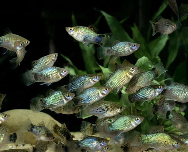 Neon Blue Platy