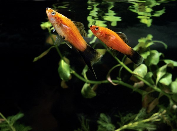 Wagtail Platy Fish