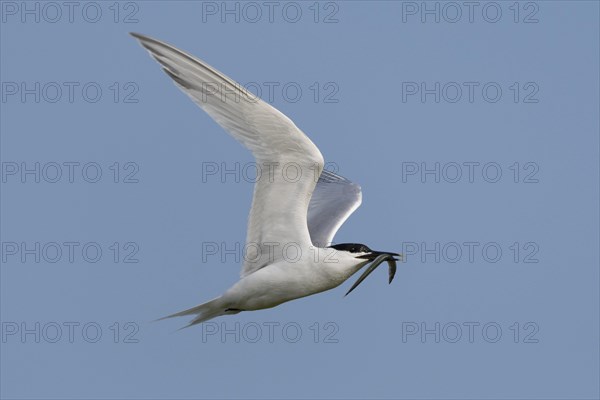 Sandwich tern