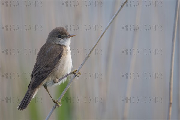 Reed warbler