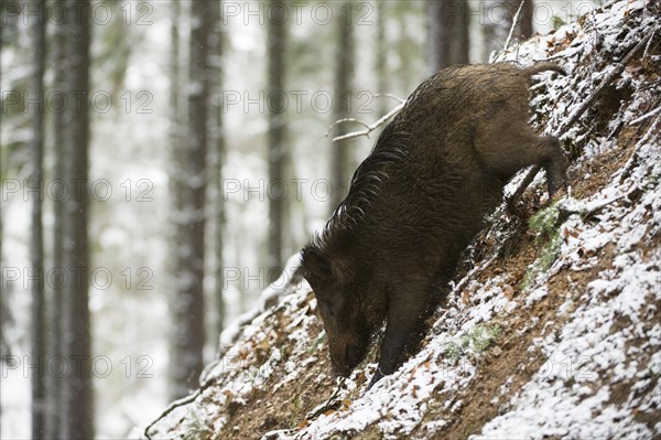 Wild Boar