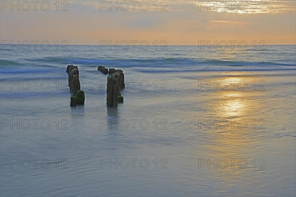 Algae-covered groynes at sunset on the beach of Rantum