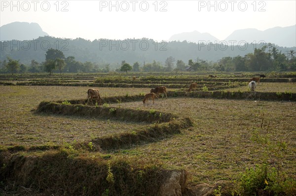 Rice fields with cows near Vang Vieng