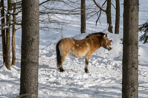 Przewalski's horse