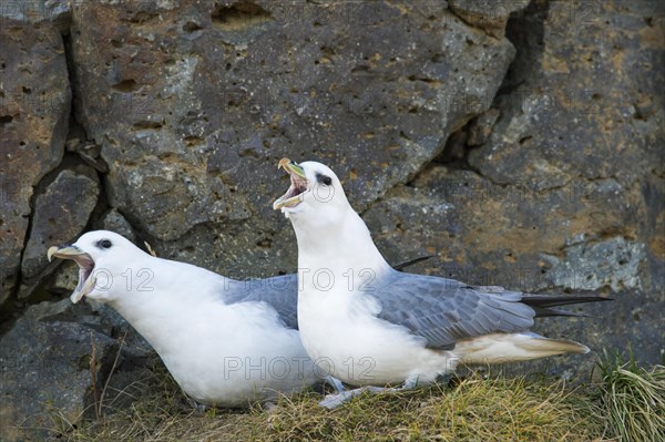 Northern fulmar