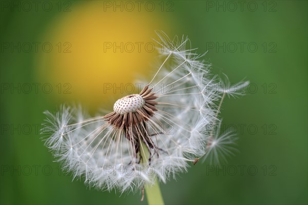 Common dandelion