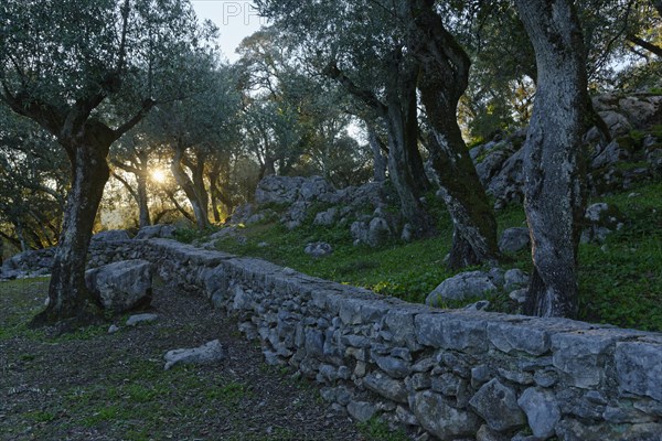 Holm Oak