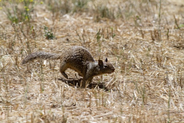 Californian gopher