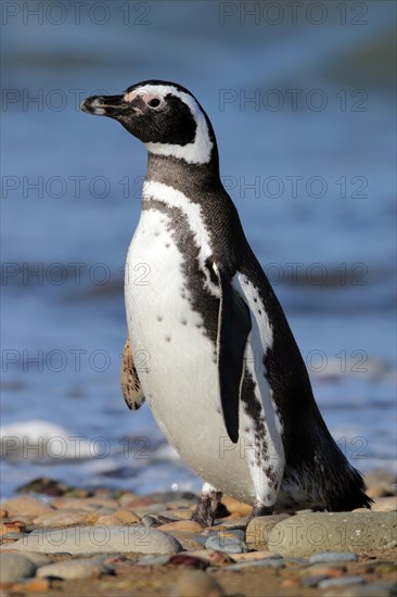 Magellanic Penguin