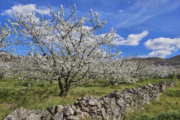 Cherry trees